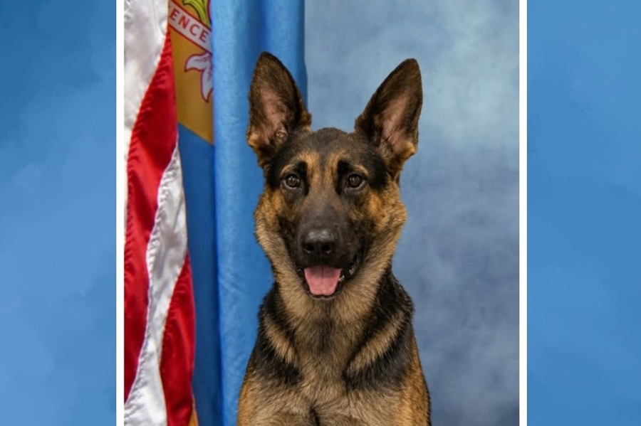 News Picture